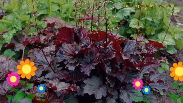Гейхера мелкоцветная Палаc Пурпле. Краткий обзор, описание heuchera micrantha Palace Purple смотреть онлайн