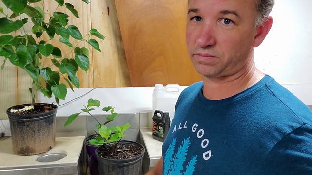 Organic vs Miracle Grow Fetilizer смотреть онлайн