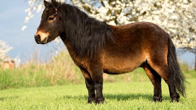Пони - интересные факты