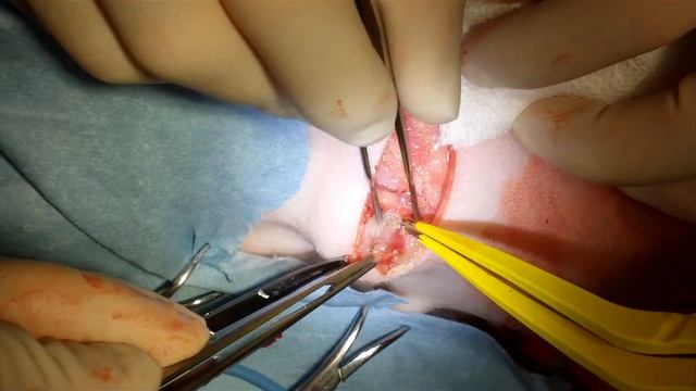 submandibular LN resection in a dog смотреть онлайн