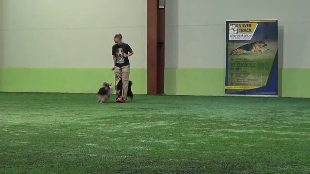 Развлекательный Лебедева Ирина и шелти Кася и Элверас смотреть онлайн