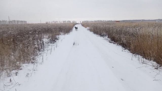 Алабай убийца или друг семьи, зачем они нужны, опасная собака! ответы на вопросы!!! смотреть онлайн
