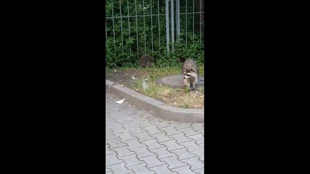 Енот просит есть / Кормлю енота с рук / Hungry raccoon смотреть онлайн