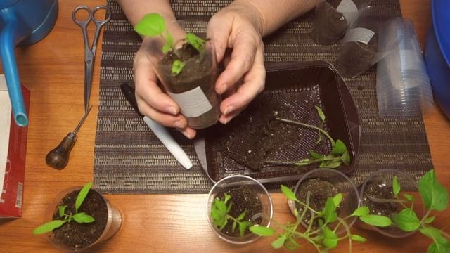 Пикировка рассады индетерминантных сортов томатов. смотреть онлайн