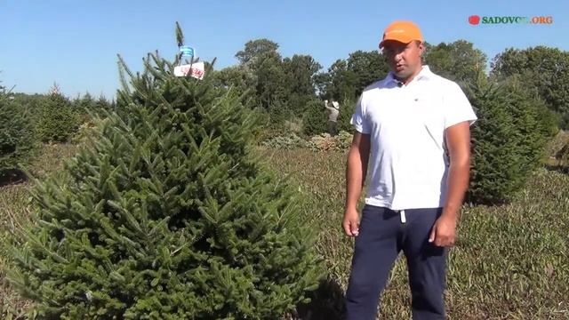 У какой пихты самый сильный хвойный аромат?