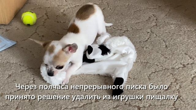 VLOG / ДЖЕРРИ 3 МЕСЯЦА, чему научилась смотреть онлайн