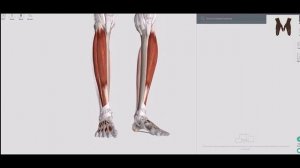 Анатомические поезда Томаса Майерса: детальное рассмотрение