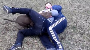 ЖЕСТЬ! СОБАКА ПИТБУЛЬ НАПАЛА НА ДВУХ ЧЕЛОВЕК