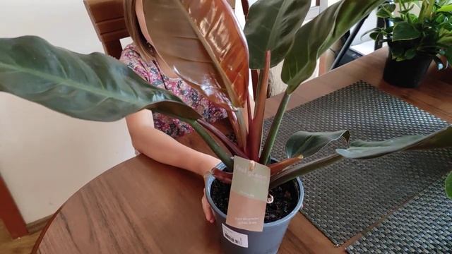 ФИЛАДЕНДРОНЫ. И почему я их ПОКУПАЮ? Польза для человека смотреть онлайн