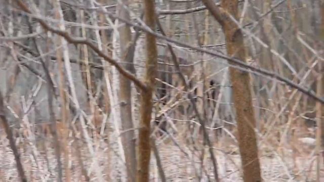 Wild boar on the street. Животные в Польше.Самка дикого кабана с поросятами на улицах города. смотреть онлайн