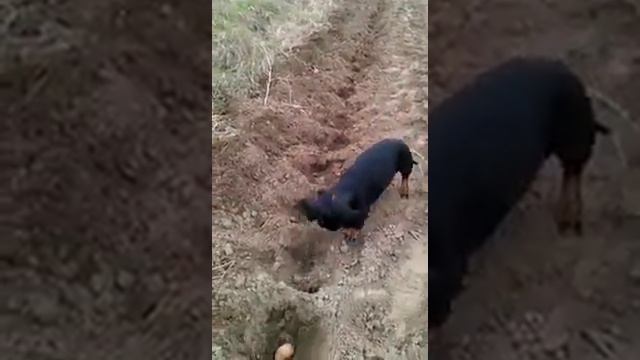 Собачка закапывает картошку смотреть онлайн