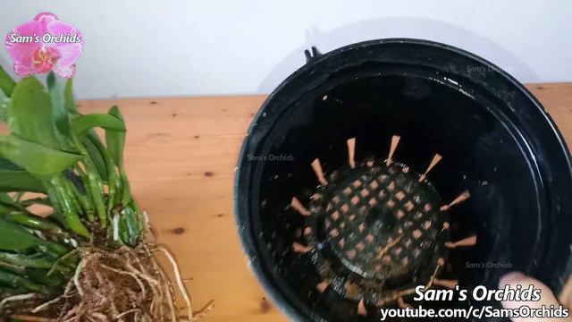 Orchid Repotting an old Cattleya - C. Chien Ya Ruby 'Red Apple' смотреть онлайн