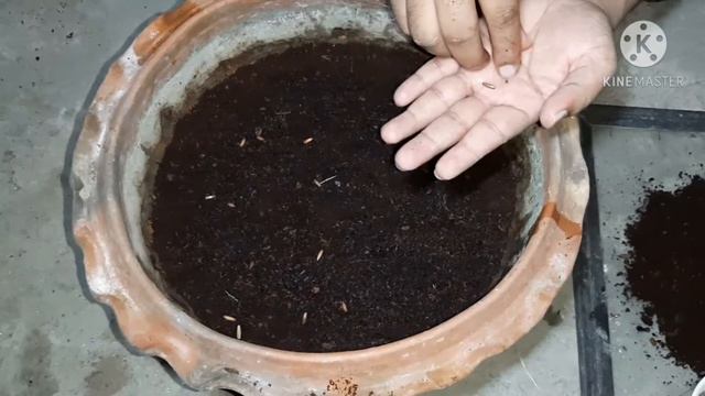 How to grow adenium from seed смотреть онлайн