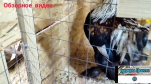 Зимний курятник своими руками. Следим за зимовкой наших кур и цыплят (обзорное видео 16.01.2022)