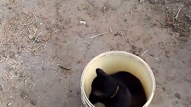 гуси и кот в засаде смотреть онлайн