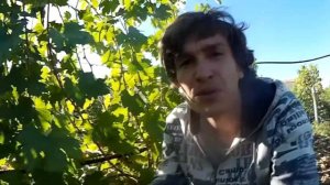 Виноград Анюта