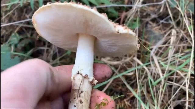 Spitzschuppiger Schirmling - Lepiota aspera смотреть онлайн