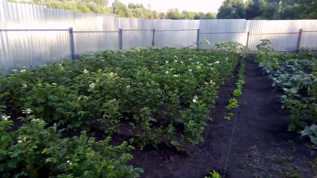 Цветет Картошечка Посаженная ЛЕНИВЫМ СПОСОБОМ. 20.06.2019г. смотреть онлайн