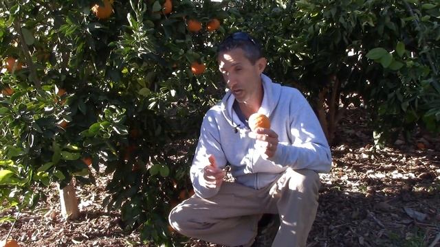 Growing Gold Nugget Mandarins in AZ смотреть онлайн