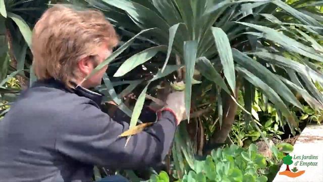 Taille expliquée d'un Yucca смотреть онлайн