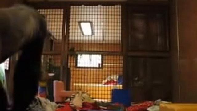 Чем занимается #горилла оставшись одна дома смотреть онлайн