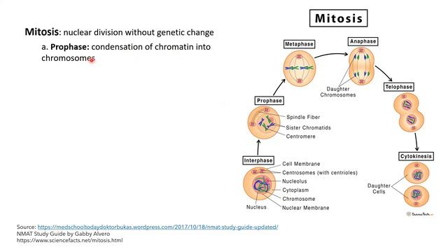 Biology Rationale CEM Practice Set 2019 | PART 1 | Biology NMAT Review by NMAT Study Buddy смотреть онлайн