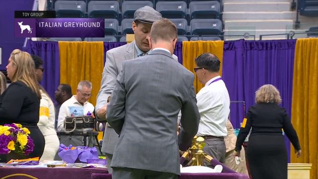 Italian Greyhounds | Breed Judging 2023 смотреть онлайн