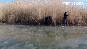 Заготовка Камыша ? самый дешевыи природный материал для строительства дома ?.#камыш #doğa #qamish