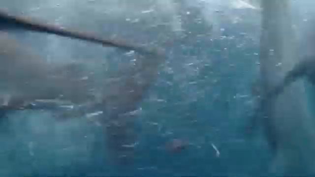 Кормление акул вид из под воды смотреть онлайн