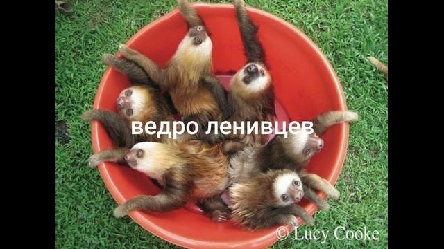 20 ОКТЯБРЯ/МЕЖДУНАРОДНЫЙ ДЕНЬ ЛЕНИВЦА/ПРАЗДНИК/ПОЗИТИВ смотреть онлайн