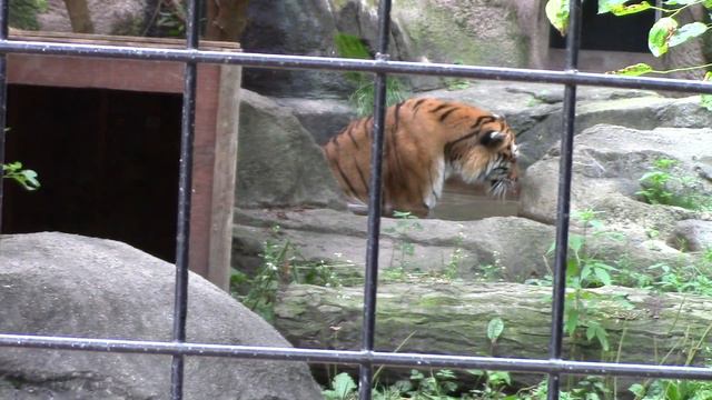 Amur tiger cooling off (HD) смотреть онлайн