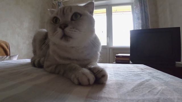 Влог. Ленивый котик отдыхает. #влог #кот #cat смотреть онлайн