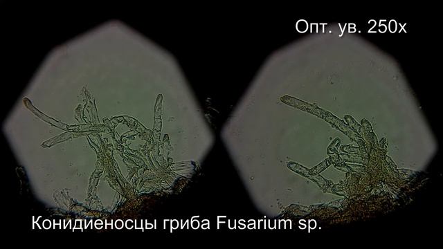 Черная ножка на сеянце розы (Fusarium sp.) смотреть онлайн