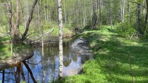 Весенний лес.