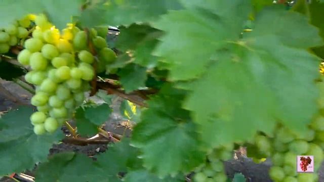 На вкус и цвет... Какие сорта оставляем, а какие под топор! смотреть онлайн