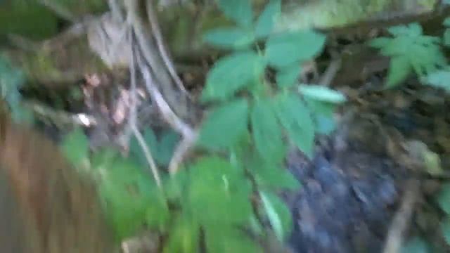 Самая высокая точка Псковской области - гора Липницкая - 3 ч. из 6 смотреть онлайн