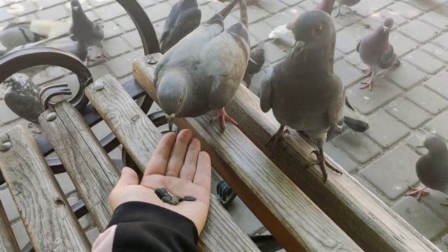 Уличные голуби кормятся с руки!!! смотреть онлайн
