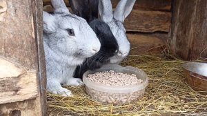 Комбикорм для кроликов!!! [лучший корм для набора веса]