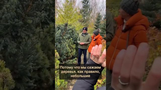 Зачем обрезать деревья? #бонсай #bonsai #ниваки #сад #андрейдарусенков #марияниконова смотреть онлайн