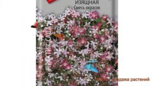 Гипсофила изящная Смесь окрасок (smes okrasok) ? обзор: как сажать, семена гипсофилы Смесь окрасок
