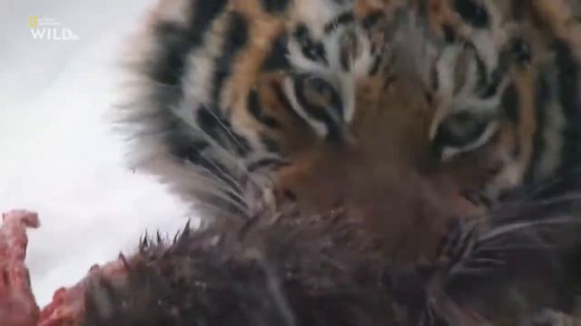 "Полосатый символ города". Видео о гербе Иркутска. смотреть онлайн