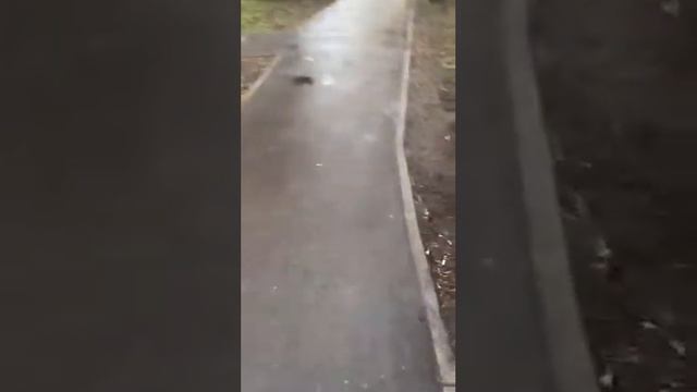 Элитная парковка для помощника депутата!