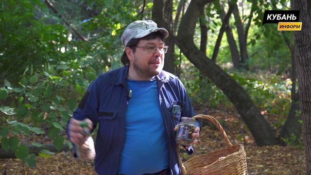 // Как собрать грибы в Краснодарском крае и не отравиться // смотреть онлайн