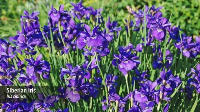 Perennial Gardens for All Seasons смотреть онлайн