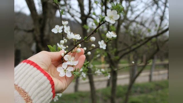 Группа Эдельвейс Старинная Аварская Песня Халисат Гамидова (Цунта-Бежта)