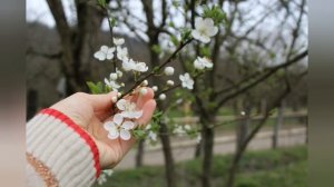 Группа Эдельвейс Старинная Аварская Песня Халисат Гамидова (Цунта-Бежта)