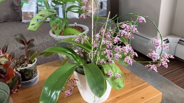 Epic Repot With Me (Discussing Potting Mix Options) - W/ Macodes Petola, Jewel Orchid