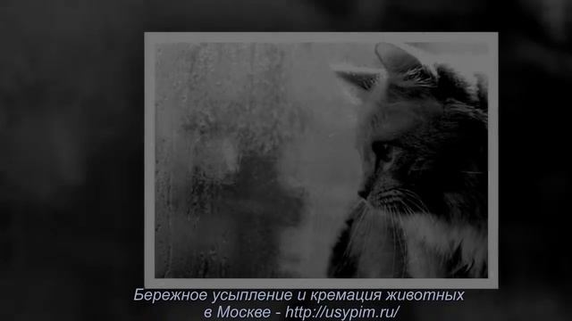 Кремация животных в Москве