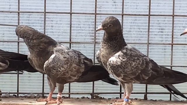 Самые высоколётные голуби пакистанские смотреть онлайн