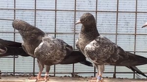 Самые высоколётные голуби пакистанские